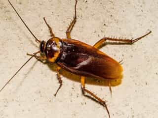 cockroach on a wall