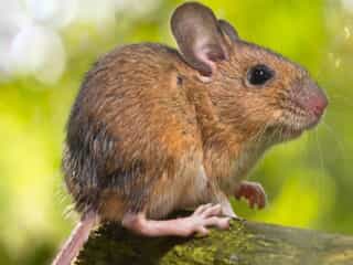 rodent on a log